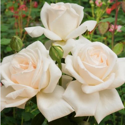 Shop - Rosa Grand Mogul - weiß - teehybriden-edelrosen - diskret duftend - Georges Delbard, Andre Chabert - Stark gefüllte, große Blüten, geeignet als Schnittrose.
